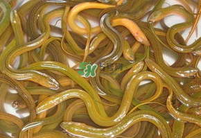 鱔魚可以養(yǎng)多久？鱔魚怎么養(yǎng)？
