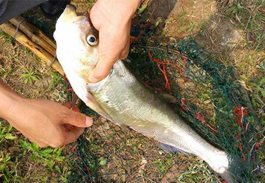 翹嘴魚是白條嗎？翹嘴魚和白條的區(qū)別