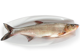 翹嘴魚(yú)多少錢(qián)一斤2017？翹嘴魚(yú)價(jià)格