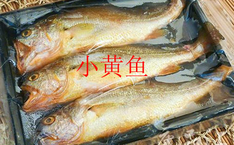 小黃魚(yú)