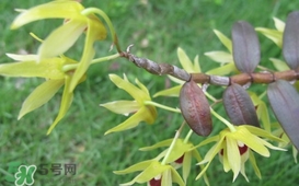 石斛花什么時(shí)候采摘？石斛花泡水喝有什么功效