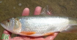 馬口魚喜歡吃什么？馬口魚一般生長在什么地方