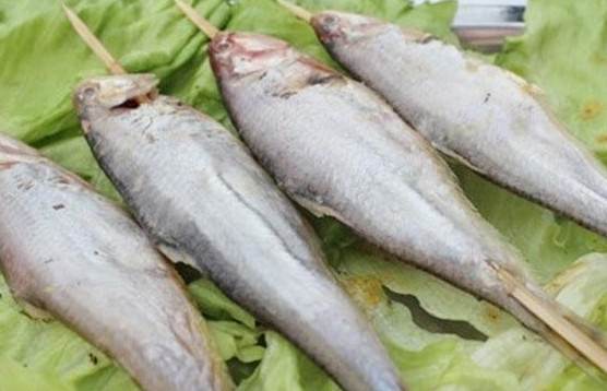 釣馬口魚用什么餌料？釣馬口魚用什么打窩？