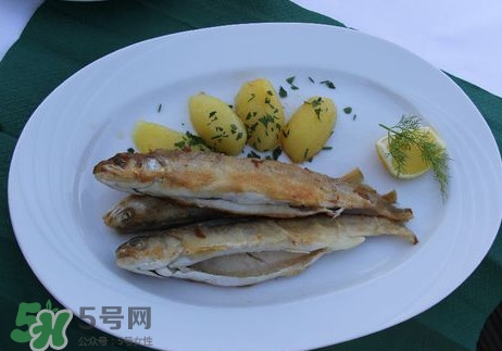 馬口魚能長多大？馬口魚最大能長多長？