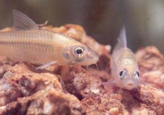 馬口魚能養(yǎng)殖嗎？馬口魚怎么養(yǎng)？