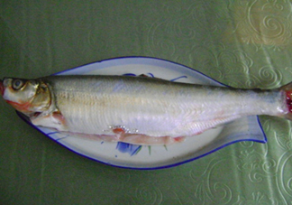 釣翹嘴魚(yú)用什么餌料好？翹嘴魚(yú)什么時(shí)候好釣