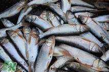 馬口魚多少錢一斤2017？野生馬口魚多少錢一斤？