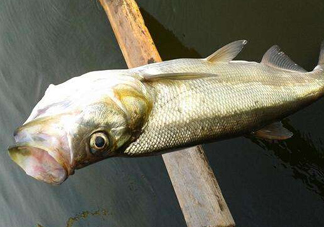 翹嘴魚(yú)是白條嗎？翹嘴魚(yú)和白條的區(qū)別