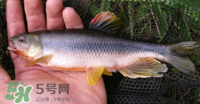 馬口魚多少錢一斤2017？野生馬口魚多少錢一斤？