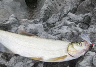 翹嘴魚(yú)是什么魚(yú)？翹嘴魚(yú)是淡水魚(yú)嗎