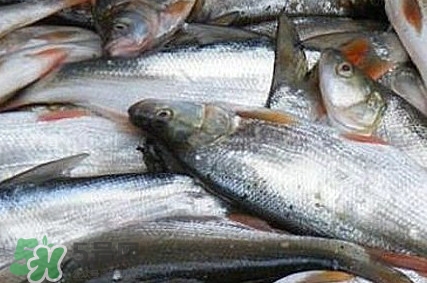 馬口魚(yú)怎么釣？馬口魚(yú)什么時(shí)候釣最好