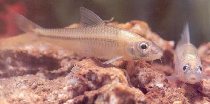 馬口魚能養(yǎng)殖嗎？馬口魚怎么養(yǎng)？