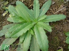 刺兒菜是蒲公英嗎？刺兒菜和蒲公英的區(qū)別