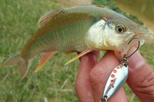 釣馬口魚用什么餌料？釣馬口魚用什么打窩？