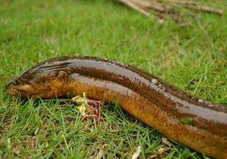 鱔魚(yú)可以養(yǎng)多久？鱔魚(yú)怎么養(yǎng)？