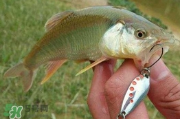 馬口魚怎么吃？馬口魚怎么做好吃？