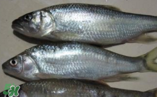 馬口魚喜歡吃什么？馬口魚一般生長在什么地方