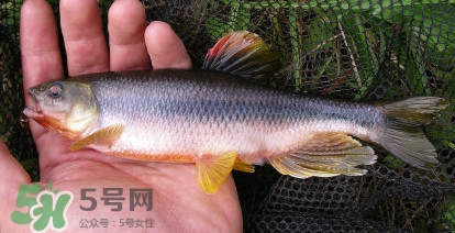 馬口魚能長多大？馬口魚最大能長多長？