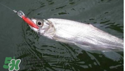 翹嘴魚多少錢一斤2017？翹嘴魚價格