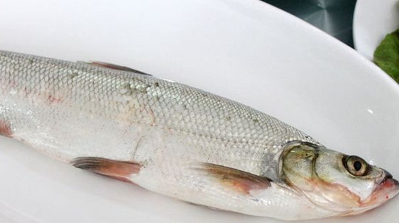 翹嘴魚是白條嗎？翹嘴魚和白條的區(qū)別