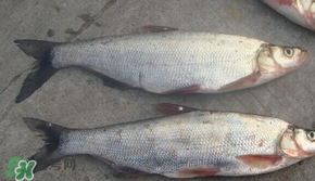 翹嘴魚是什么魚？翹嘴魚是淡水魚嗎