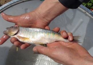 馬口魚喜歡吃什么？馬口魚一般生長在什么地方