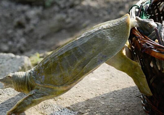野生甲魚怎么養(yǎng)？野生甲魚如何養(yǎng)