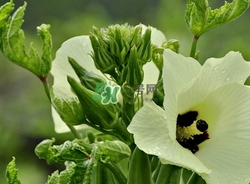 秋葵不焯水能吃嗎？秋葵怎么焯水？