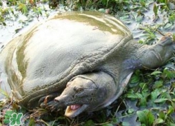 野生甲魚苗多少錢一只2017？野生甲魚苗價(jià)格