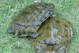 野生甲魚吃什么？野生甲魚幾年可以長5斤？