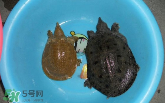 如何區(qū)分野生甲魚(yú)？野生甲魚(yú)辨識(shí)圖片