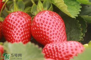 6月份可以種草莓嗎？草莓6月份可以種植嗎？