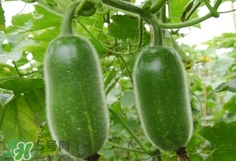 節(jié)瓜是什么瓜_節(jié)瓜長(zhǎng)什么樣_節(jié)瓜是冬瓜嗎 節(jié)瓜是什么瓜_節(jié)瓜長(zhǎng)什么樣_節(jié)瓜是冬瓜嗎