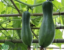 節(jié)瓜是什么瓜_節(jié)瓜長(zhǎng)什么樣_節(jié)瓜是冬瓜嗎 節(jié)瓜是什么瓜_節(jié)瓜長(zhǎng)什么樣_節(jié)瓜是冬瓜嗎