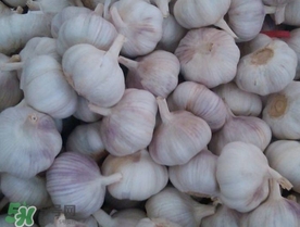 新蒜頭多少錢一斤2017？新蒜頭市場價格