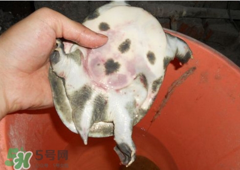 如何區(qū)分野生甲魚(yú)？野生甲魚(yú)辨識(shí)圖片