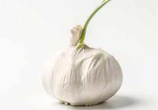 新蒜頭怎么保存不發(fā)芽？新蒜頭怎么存放