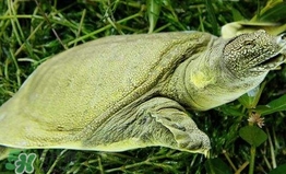 野生甲魚怎么養(yǎng)？野生甲魚如何養(yǎng)