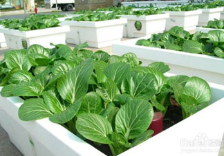 7月份種什么蔬菜？七月份適合種植哪些蔬菜？