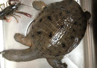 野生甲魚吃什么？野生甲魚幾年可以長5斤？