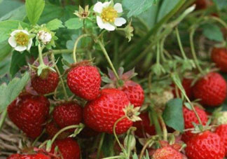 6月份可以種草莓嗎？草莓6月份可以種植嗎？