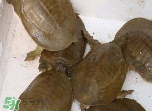 野生甲魚苗多少錢一只2017？野生甲魚苗價(jià)格