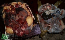 如何區(qū)分野生甲魚(yú)？野生甲魚(yú)辨識(shí)圖片