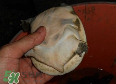 如何區(qū)分野生甲魚(yú)？野生甲魚(yú)辨識(shí)圖片