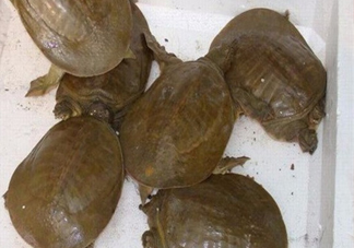 野生甲魚苗多少錢一只2017？野生甲魚苗價格