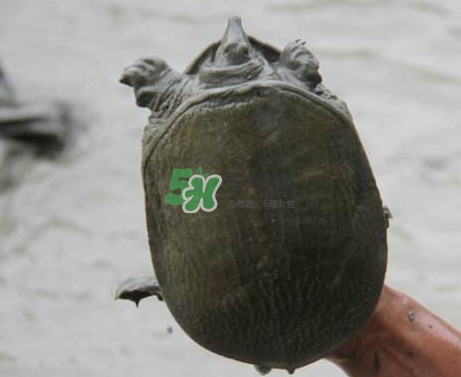 甲魚(yú)不能和什么一起吃？甲魚(yú)不能跟什么食物一起吃