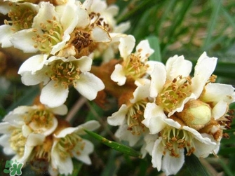 枇杷花怎么煲湯？枇杷花煲湯搭配什么最佳？