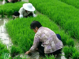 芒種種什么？芒種種什么疏菜？