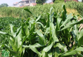 芒種種什么？芒種種什么疏菜？