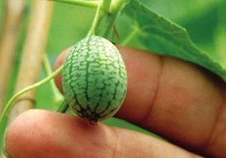 迷你西瓜是轉(zhuǎn)基因水果嗎？迷你西瓜是不是轉(zhuǎn)基因？